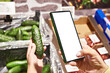 Cucumber vegetable in hand and smartphone isolated white
