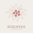Flower design of hand-drawn flower Edelweiss logo