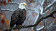 Majestic Bald Eagle Perched on a Tree Branch, Its Piercing Gaze Scanning the Surrounding Forest.


