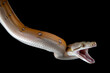 Reticulatus python morph albino motley orange glow, Reticulatus python snake, Reticulatus python  closeup on black backkground