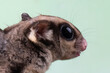 The Sugar Glider (Petaurus breviceps)closeup head, The Sugar Glider (Petaurus breviceps) head  on isolated background