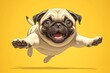 Pug dog jumping on yellow background