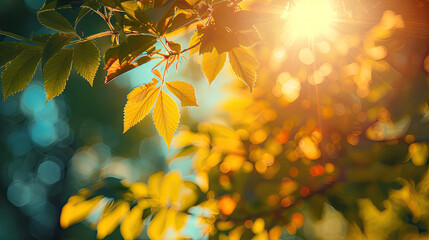 Wall Mural - Summer background with the the sun shining through the leaves