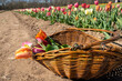 Tulips in a wicker basket after being picked