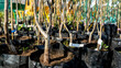 © I - fruit plants in a plant nursery