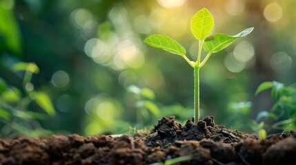 Wall Mural - A young plant growing in the soil.