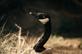 Fototapeta Sypialnia - Closeup shot of a Canadian goose extending its neck