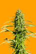marijuana bush on yellow background. cannabis.