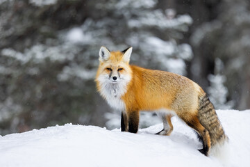 Wall Mural - Red Fox in snow