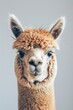 Porträt von einem Lama 
