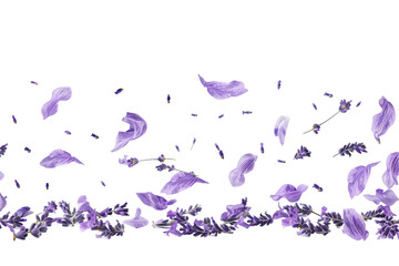 Wall Mural - a purple petals flower on a transparent background