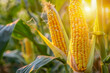 Vibrant corn cob close-up in a field