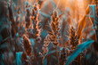 Close-up of wheat in golden hour light