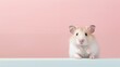 Hamster on pink background, one animal fur animal ear portrait mouse