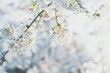 Selective focus on white cherry blossoms growing on a tree, Washington DC