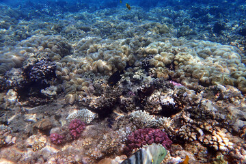 Poster - nice coral reef in the Egypt, Safaga