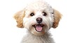Cute Fluffy Portrait: Smiling Labrador Puppy Dog