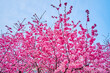 The bright blooming trees of Sakura (Japanese Cherry), Ticino, Switzerland
