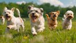 cheerful dogs frolicking together in a spacious grassy field, their laughter echoing through the air as they revel in their canine camaraderie.