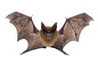 Bat on a Transparent Background