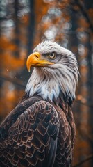 Poster - A beautiful graphic of the mighty eagle for background wallpaper