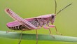 Macro shot of Pink Meadow Grasshopper (Chorthippus Parallelus) 