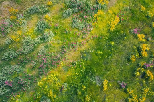 Aerial view of a vibrant grassy field dotted with colorful wildflowers