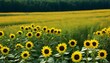 A field of sunflowers basking in gradients of gold upscaled 2