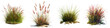 Natural fresh green Red tussock grass   Hyperrealistic Highly Detailed Isolated On Transparent Background Png File