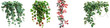 parthenocissus quinquefolia Virginia creepers   Hyperrealistic Highly Detailed Isolated On Transparent Background Png File