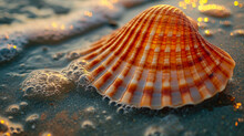 Close Up Of A Seashell On The Beach
