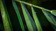Zielony liść z bliska na czarnym tle, na liściu krople wody