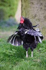 Sticker - Black rooster with open wings in garden