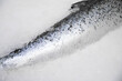 Close up of tail of fish on ice