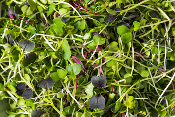 Wall Mural - Green Organic Raw Microgreen Sprouts