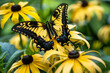 A vibrant butterfly perches on yellow blooms, symbolizing nature’s delicate balance