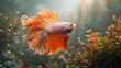 Orange betta fish swimming among bubbles and plants