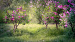 Lilacs flowers bush bloom in spring fabulous garden on mysterious fairy tale springtime floral background, beautiful idyllic blooming nature and flowering trees blossom, wide panoramic natural banner.