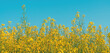 Panoramic image of blooming rapeseed crops in cultivated agricultural field with clear blue sky in background