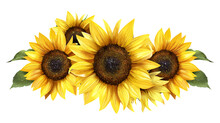 Three Yellow Sunflowers With Green Leaves On A White Background