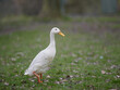 White Indian runner duck in grass of garden in autumn