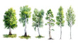 Collection of birch trees in various stages of growth, illustrated in watercolor on a white background.