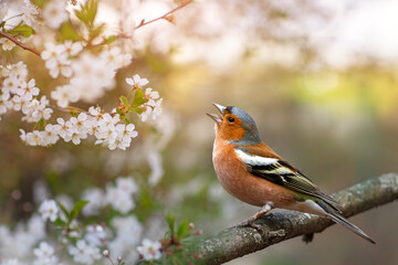 Wall Mural - a beautiful bright bird, a male finch sits on a branch in a spring blooming cherry orchard and sings