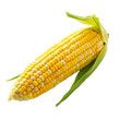 Fresh Corn on the Cob with Husk on Transparent