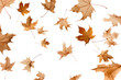 brown Autumn leaves floating gracefully in the air isolated on a transparent background