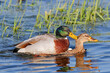 Beautiful couple of wild ducks mating