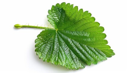 Wall Mural - isolated green strawberry leaf on plain white background natural botanical element