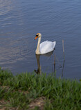 Fototapeta  - Swan on the pond, Raszyn, Masovia, Poland