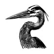 heron engraving black and white outline