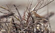 House Sparrow on branch, Passer domesticus, birds of Montenegro